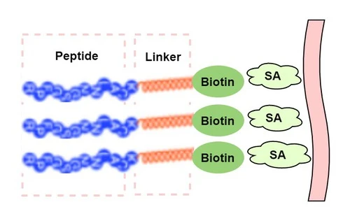 Biotinylated Peptide