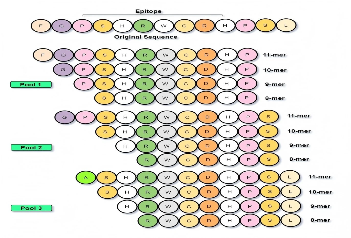 T-cell Truncated 1